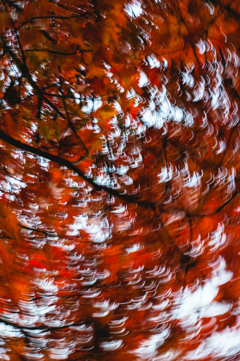 brown leaves on tree branch