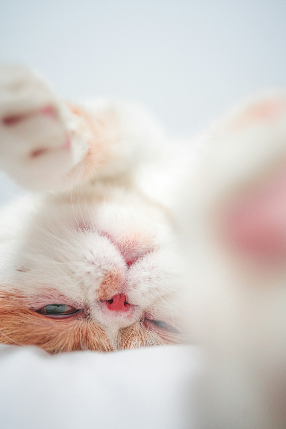 white and brown cat on white textile