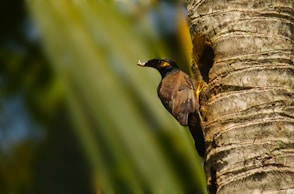 black bird on brown tree branch during daytime