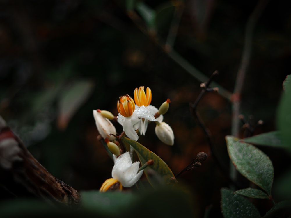 yellow and white flowers in tilt shift lens