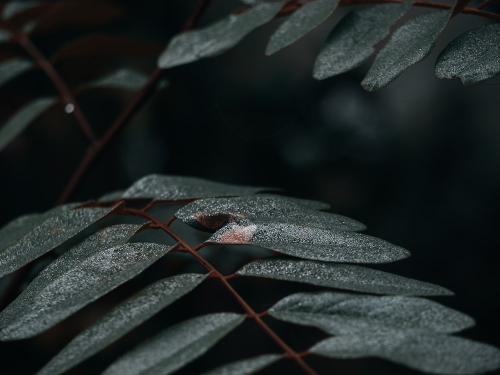 green leaf plant in close up photography