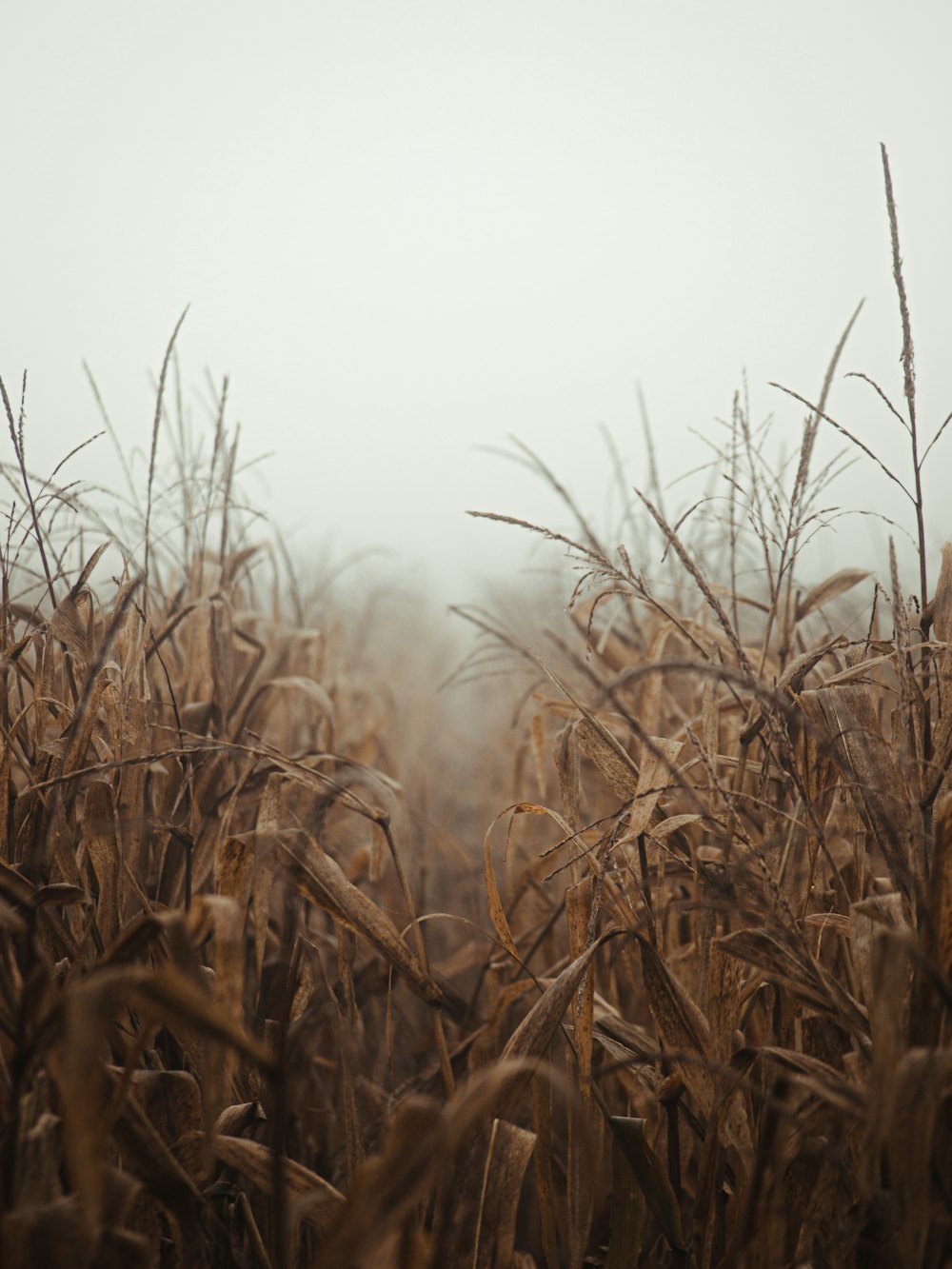 campo di grano bruno durante il giorno