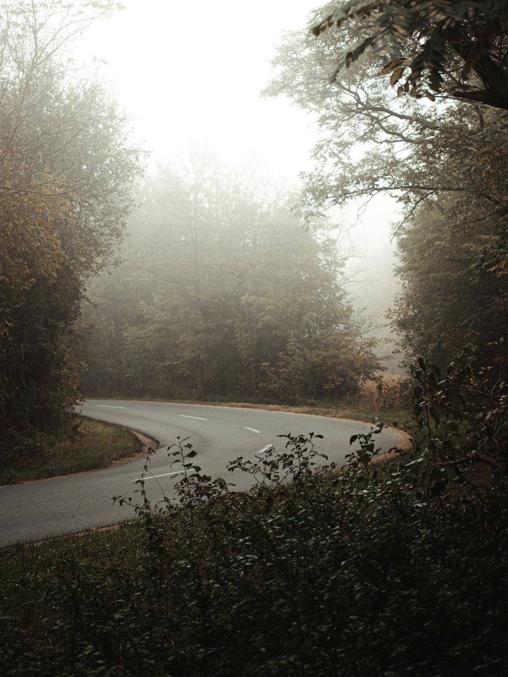 gray road between trees during daytime