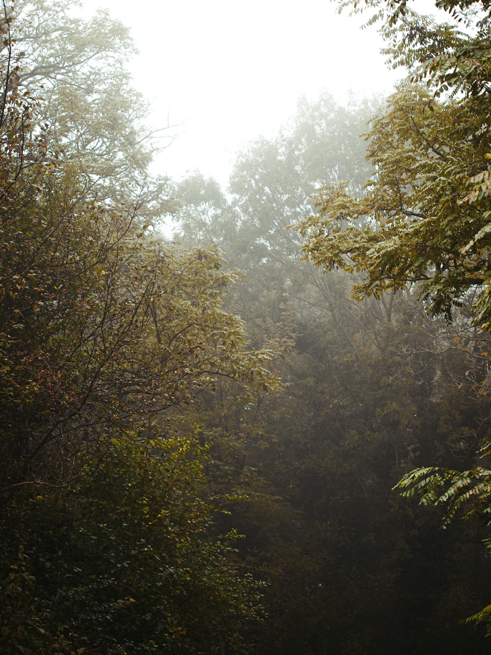 green trees under white sky during daytime