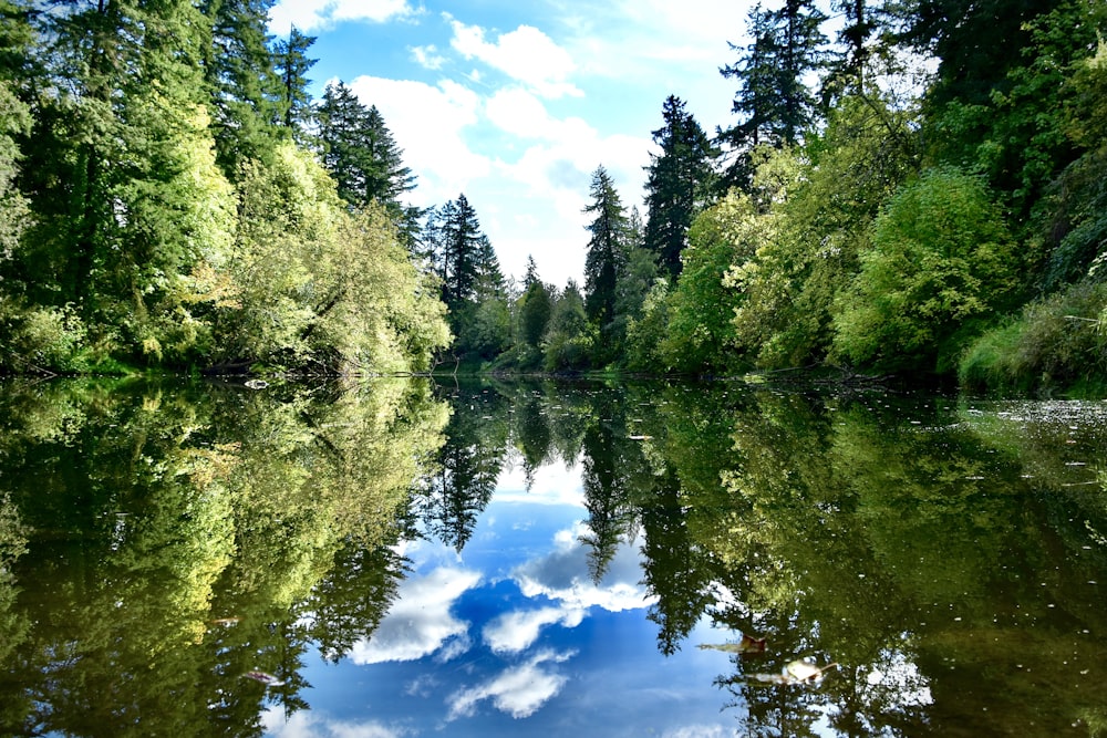 green trees beside river under blue sky during daytime