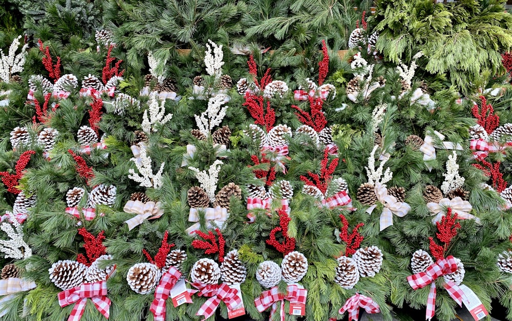 red and white flowers with green leaves