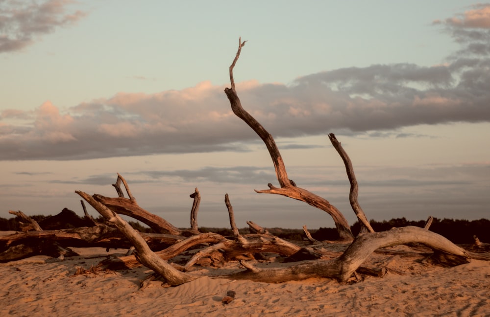 brown wood log on brown sand during daytime