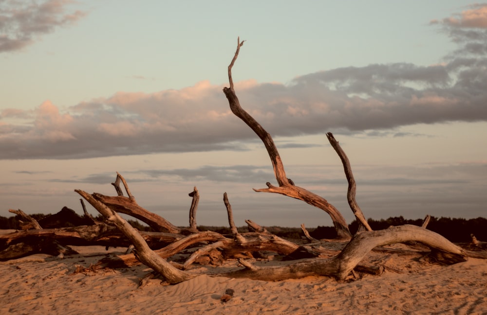 tronco di legno marrone su sabbia marrone durante il giorno