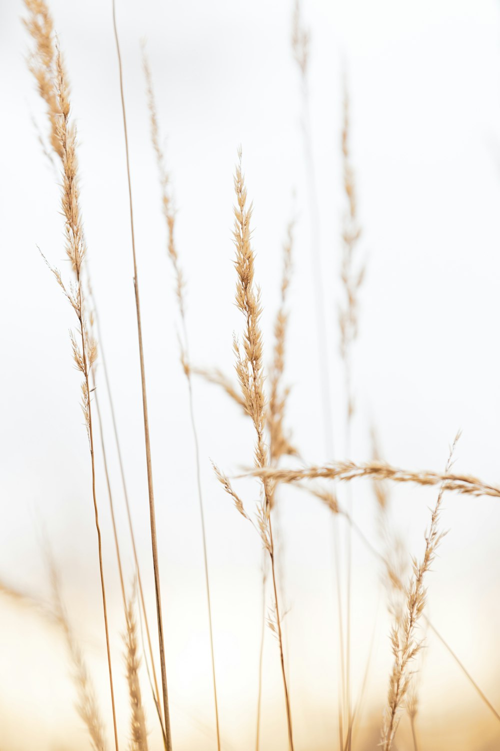 campo di grano bruno durante il giorno