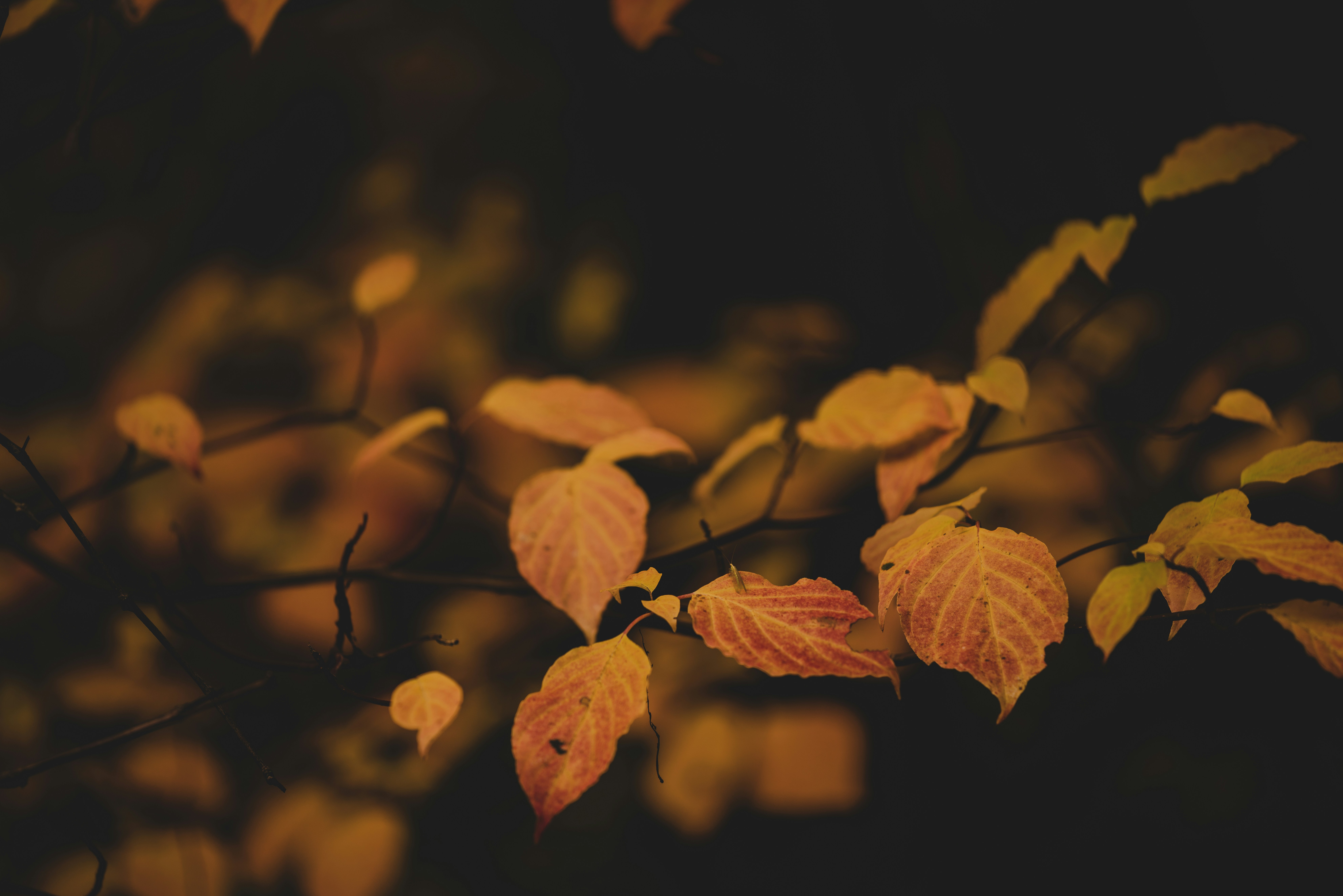 Photo by whiterainforest