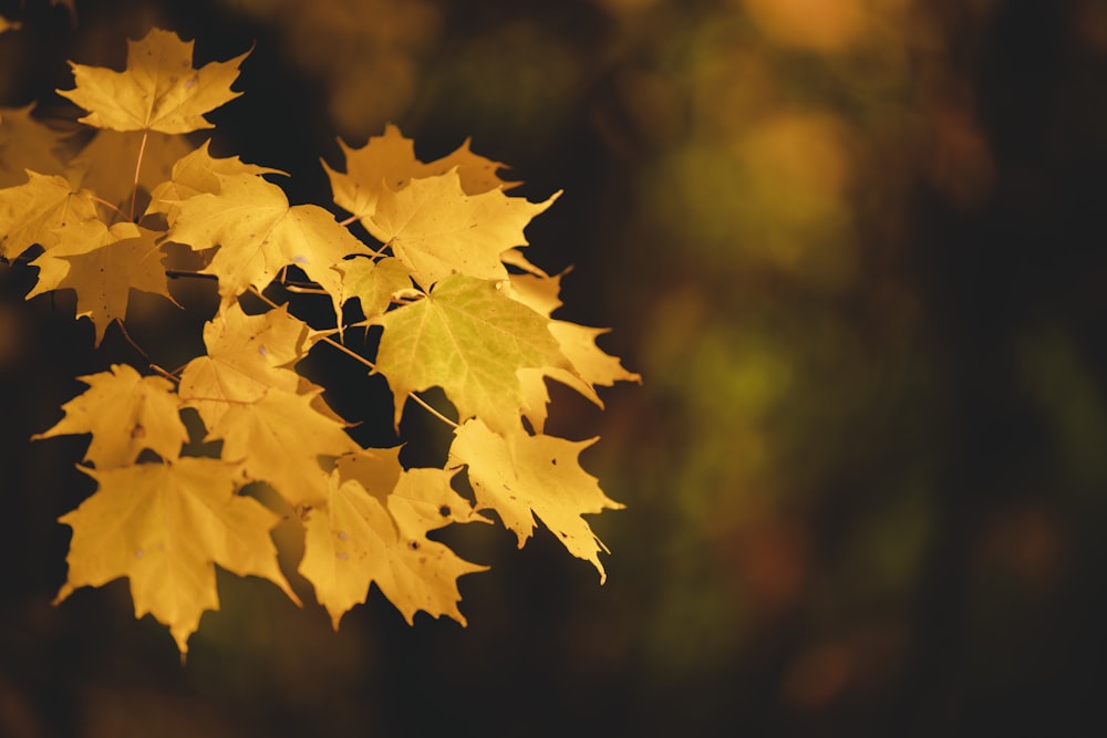 feuille d’érable jaune en gros plan