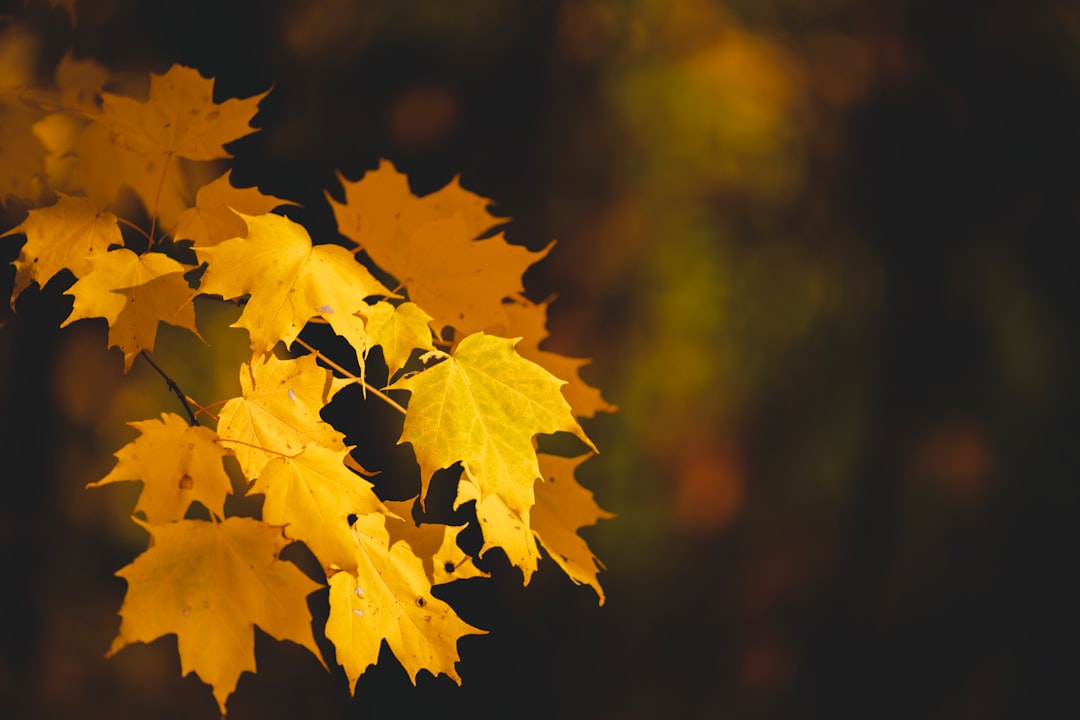 yellow maple leaf in close up photography