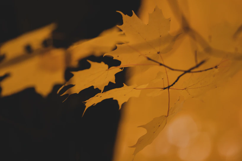 Photo of a cozy Canadian maple forest in autumn with golden leaves.