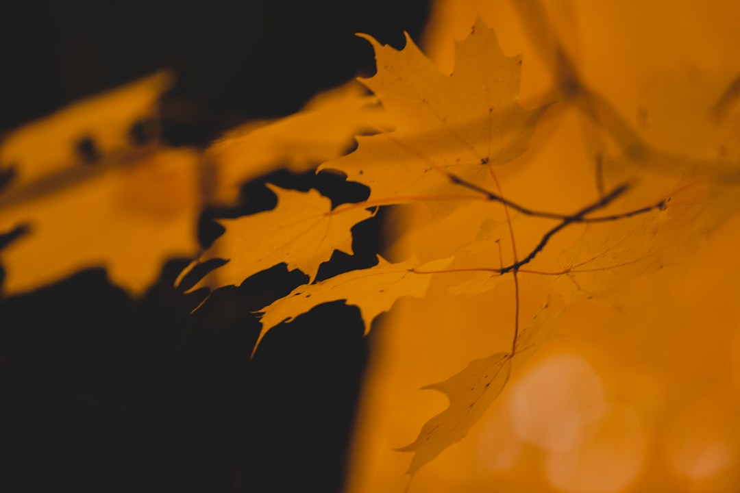 yellow maple leaf in close up photography