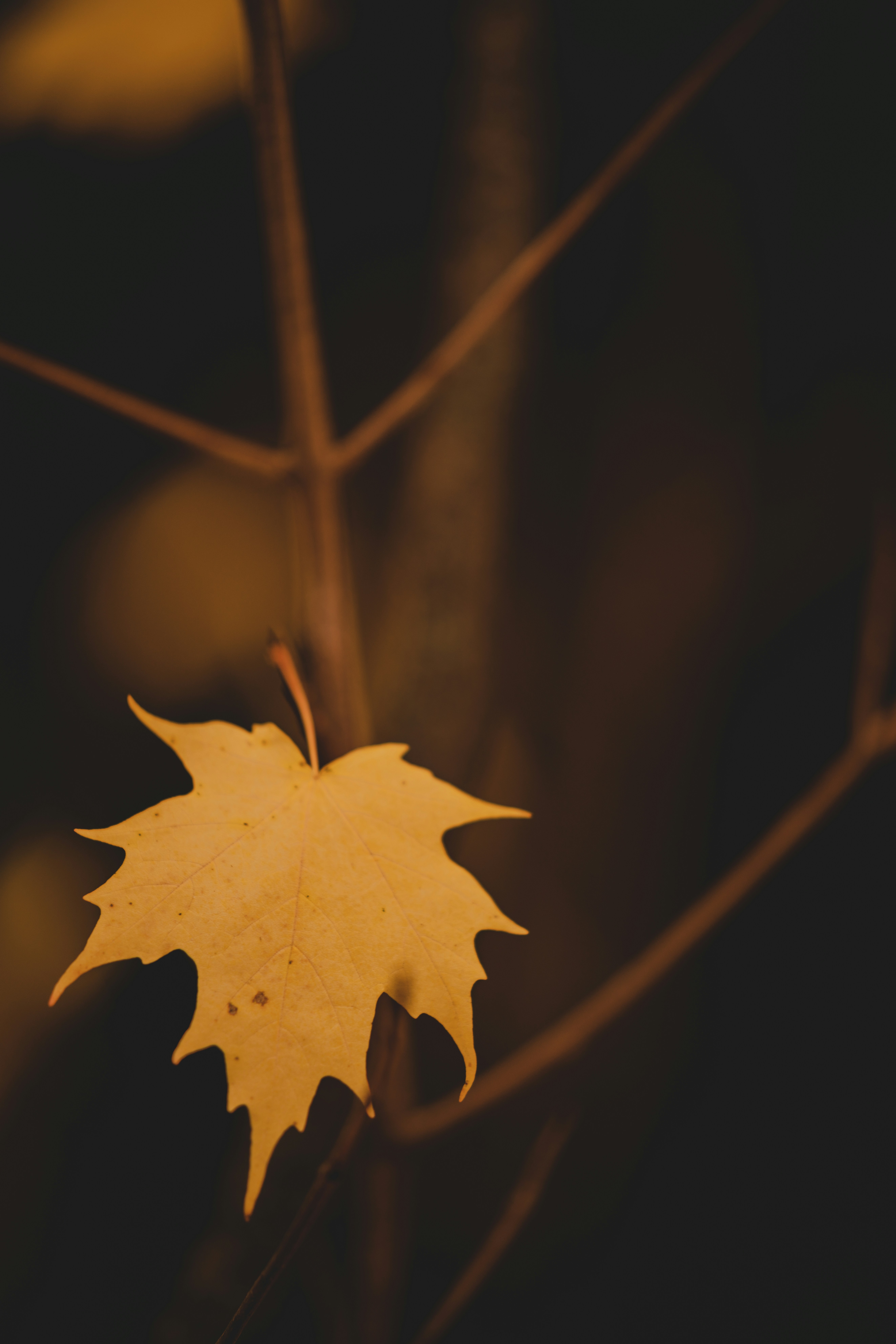 Photo by whiterainforest