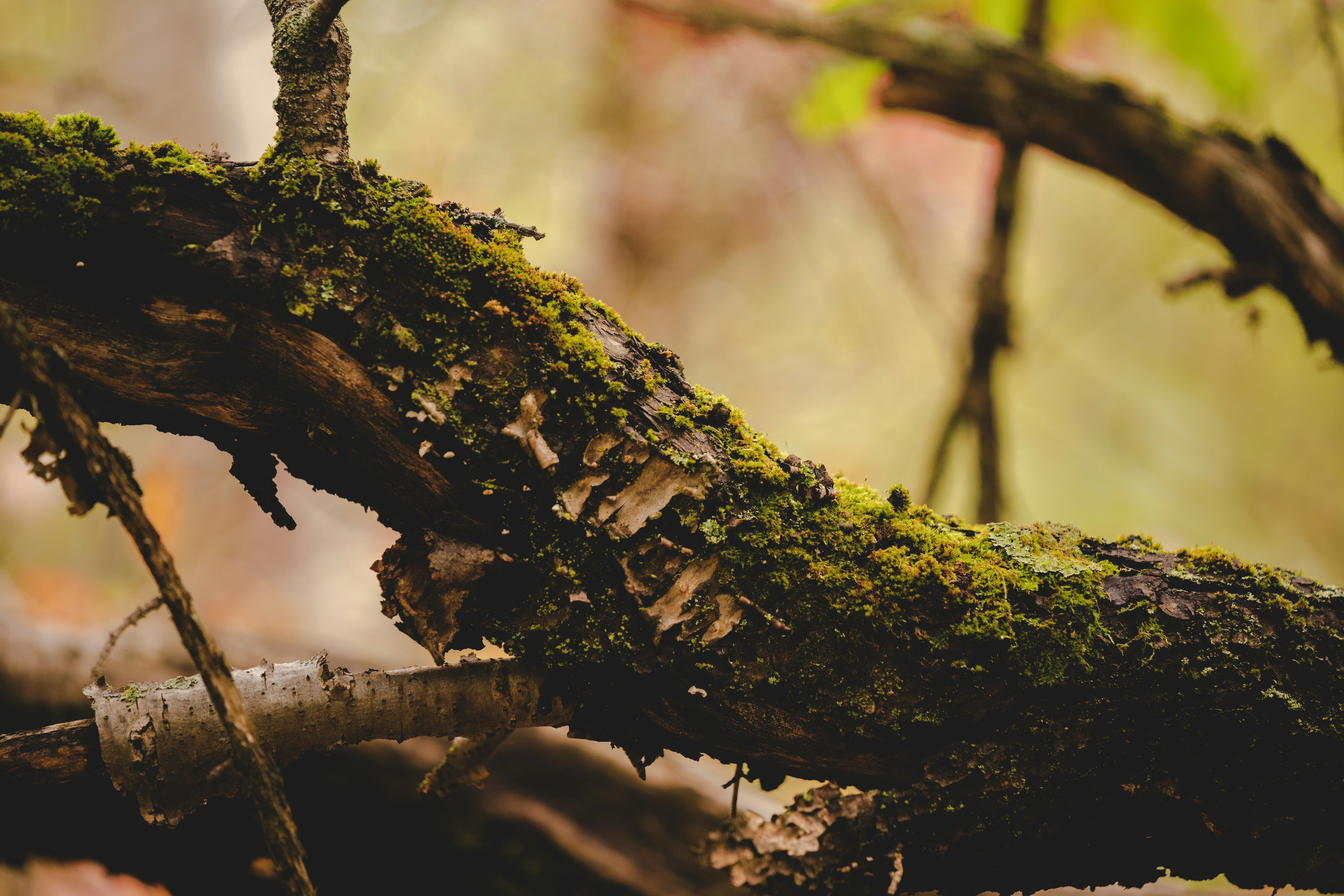 Photo by whiterainforest