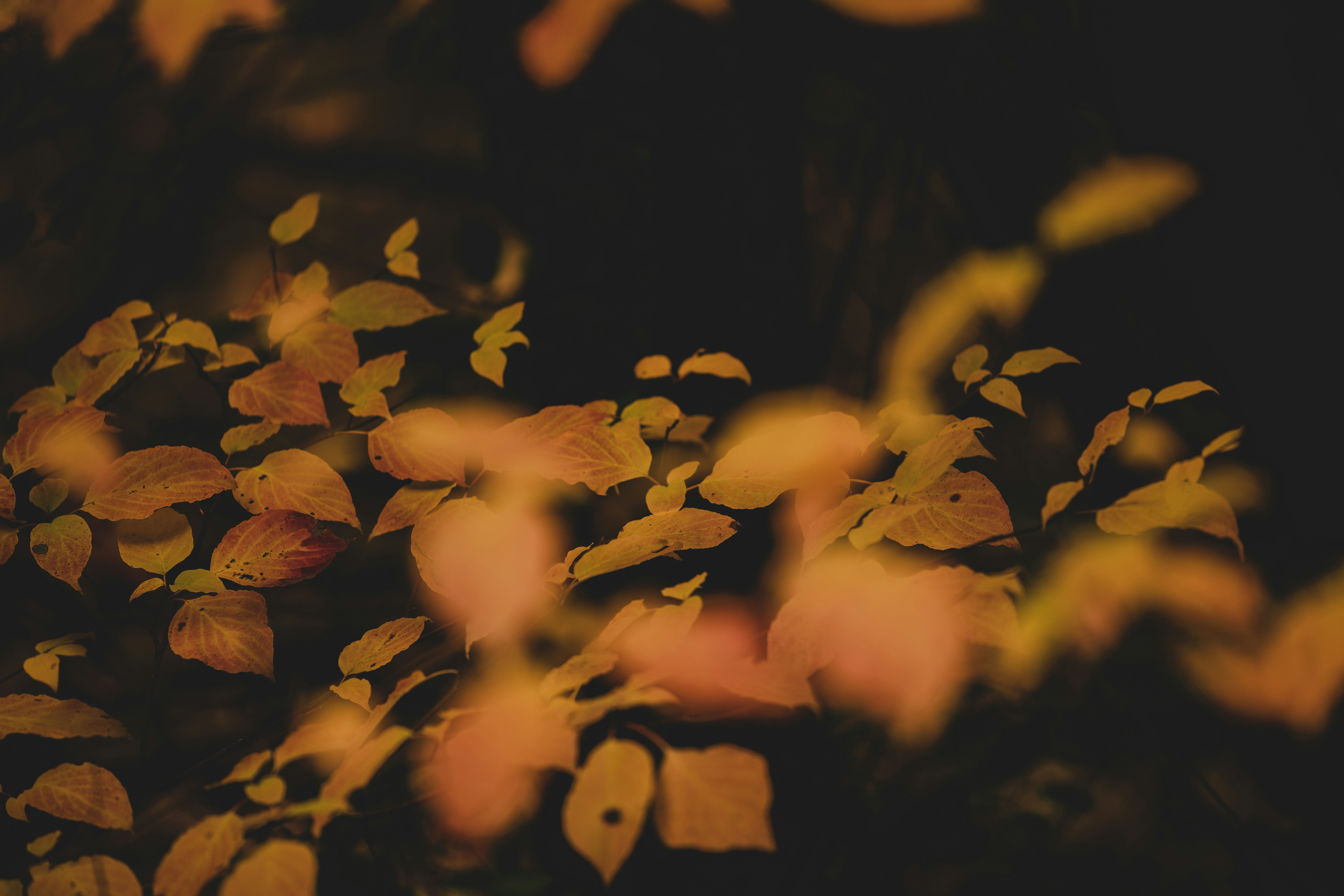 Photo by whiterainforest