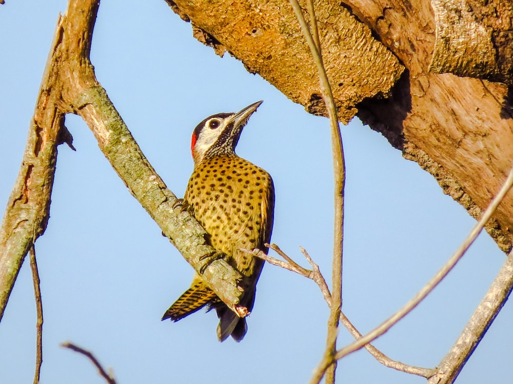 pájaro marrón y blanco en la rama de un árbol marrón durante el día