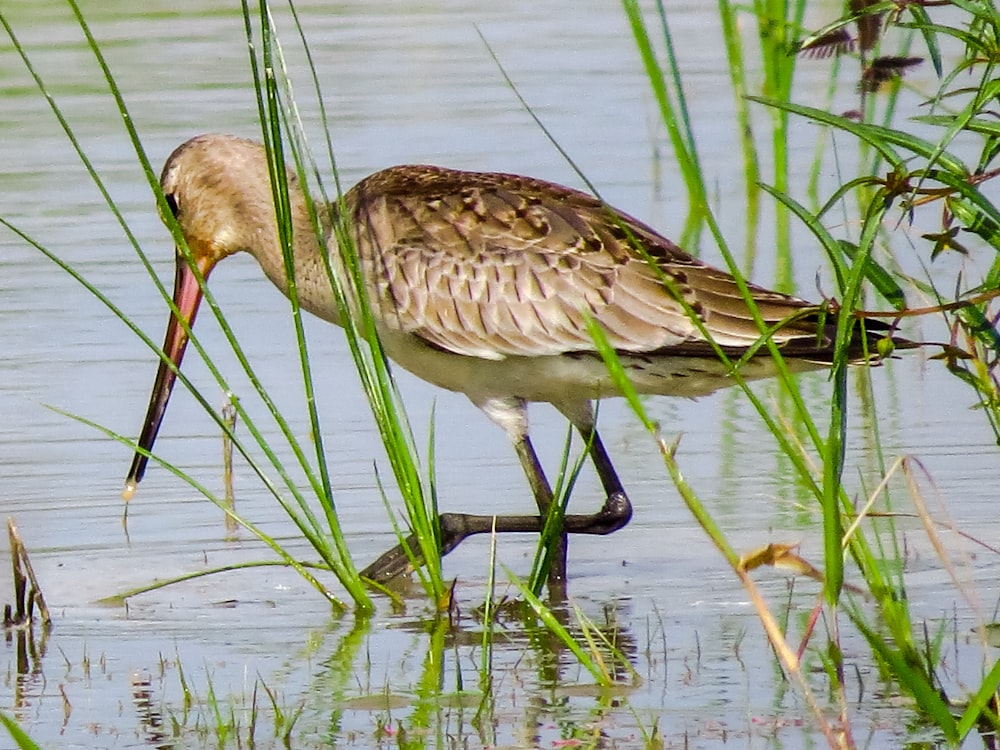 brown bird on body of water during daytime