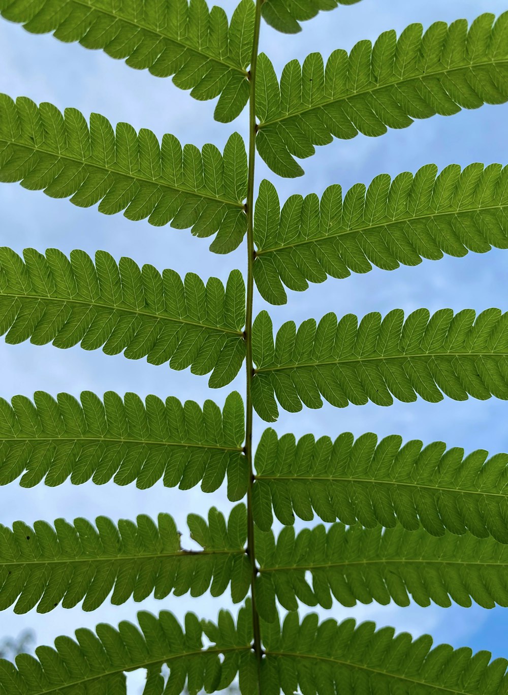 Hojas verdes en la fotografía de primer plano