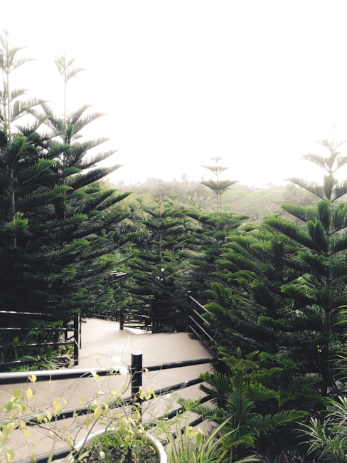 A winding path bordered by lush green conifer trees, with a dense forest in the background. The foreground features plants with light green leaves, and the pathway is enclosed by black railings.