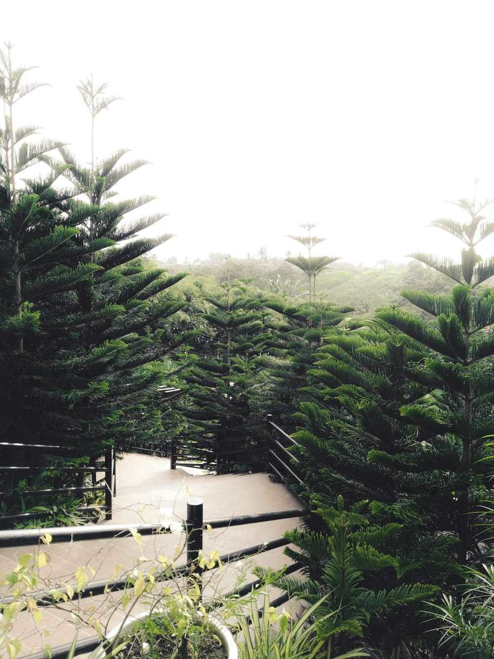 green trees near white wooden fence