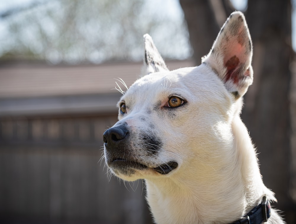 white short coated dog with black collar