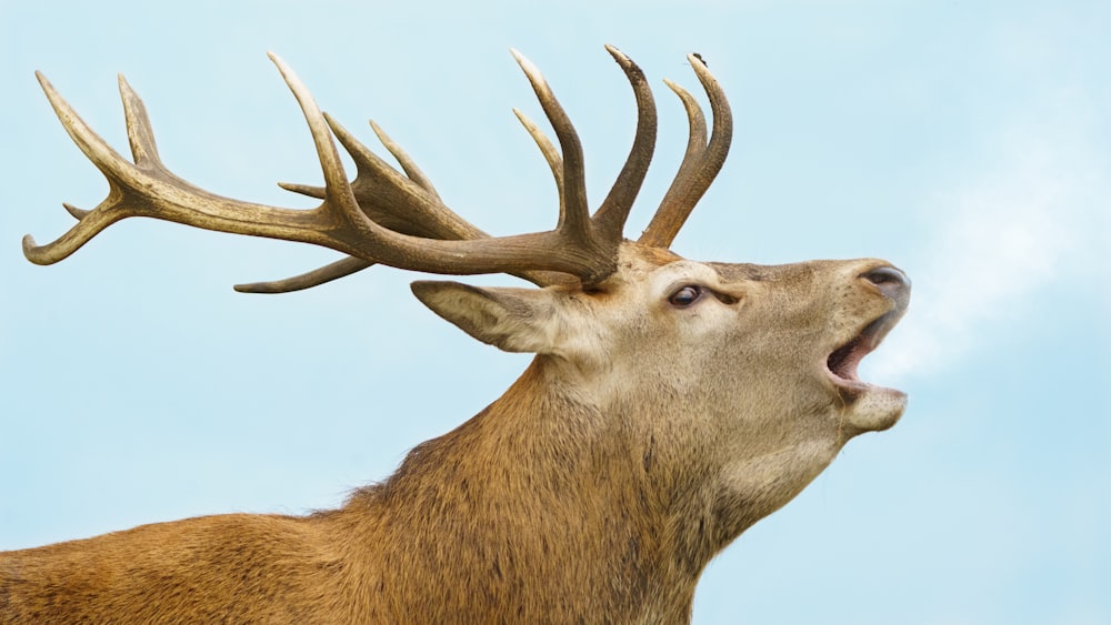 brown deer with white background