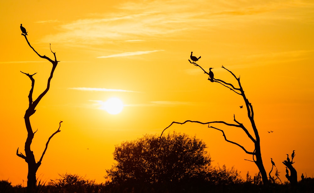 silhouette of tree during sunset