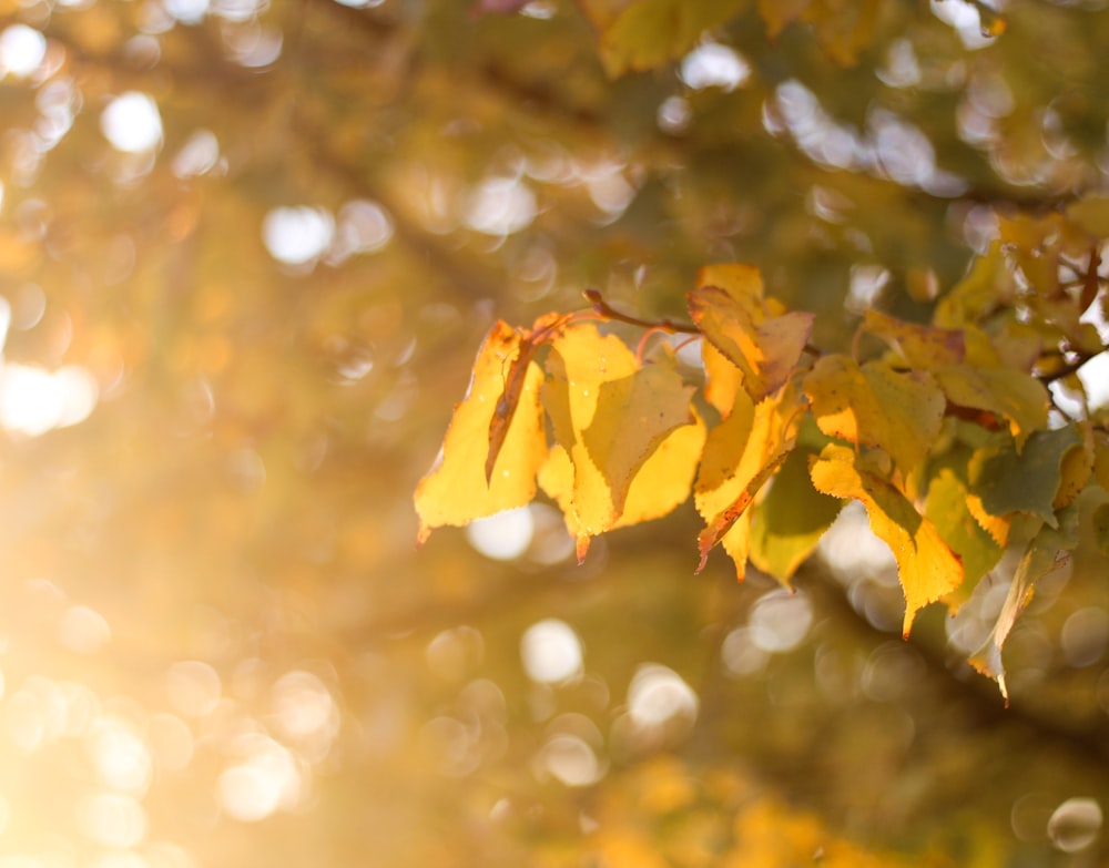 yellow and green leaves during daytime