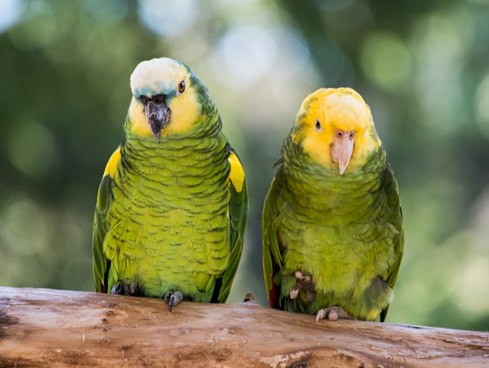 green and yellow bird on brown wooden stick