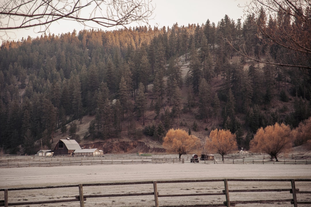 brown trees near brown wooden fence during daytime