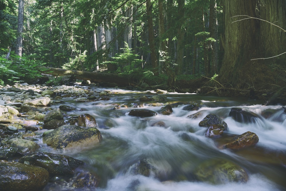 river in the middle of forest during daytime