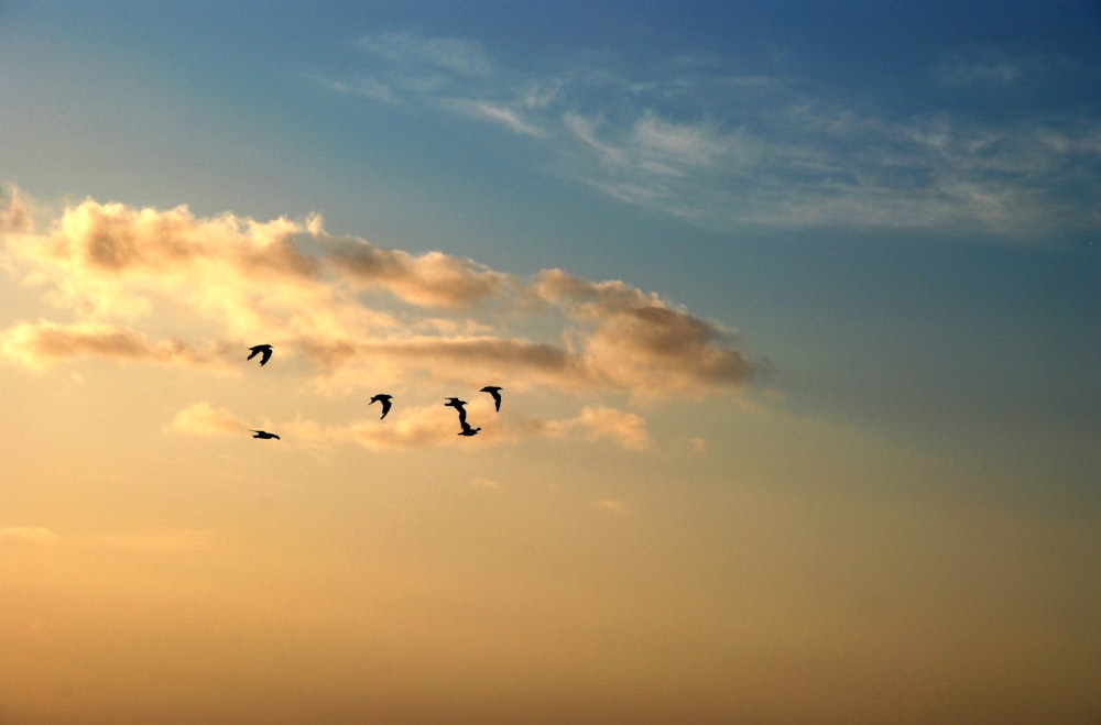 birds flying under blue sky during daytime