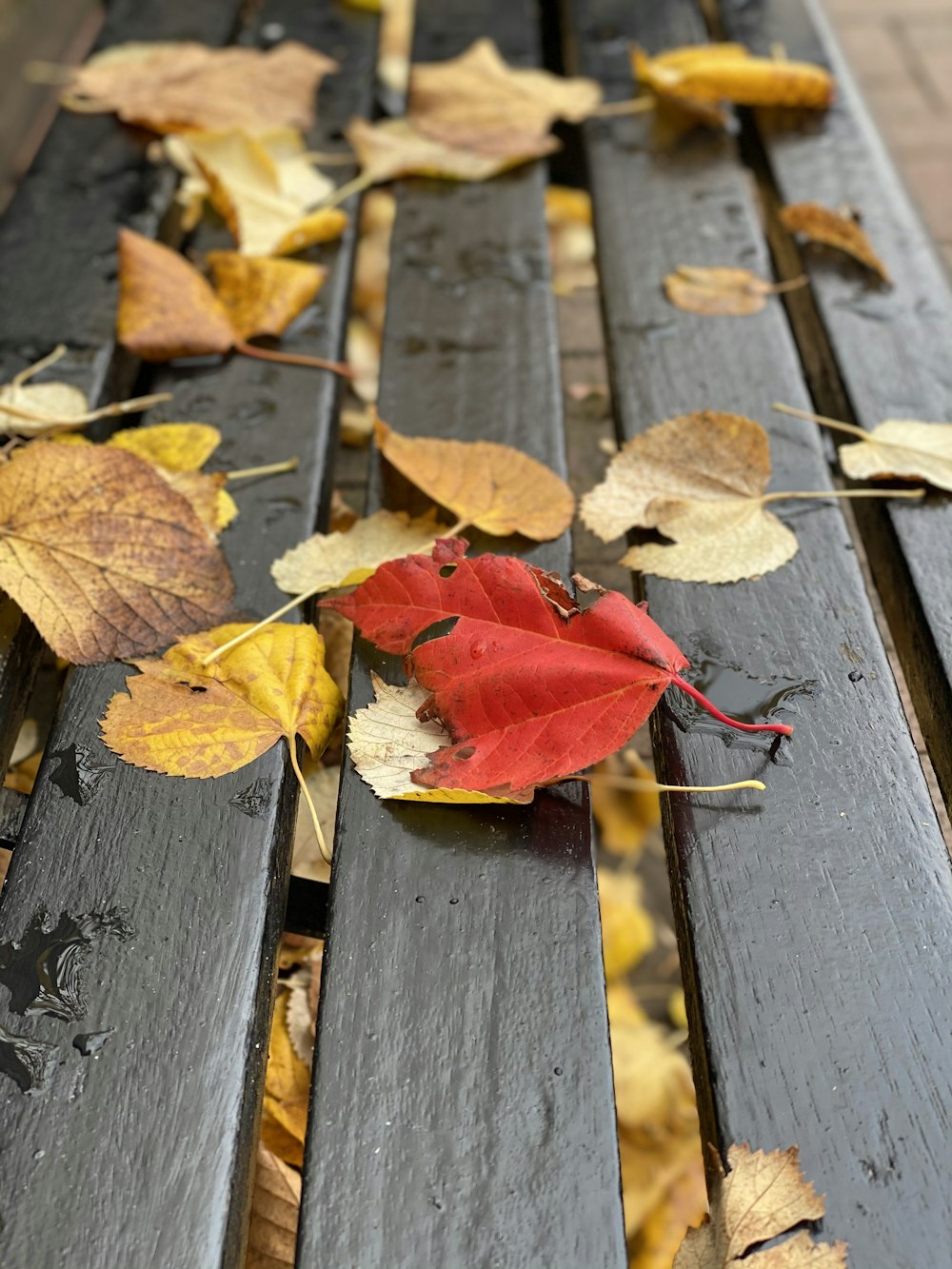 red and brown leaves on wooden plank