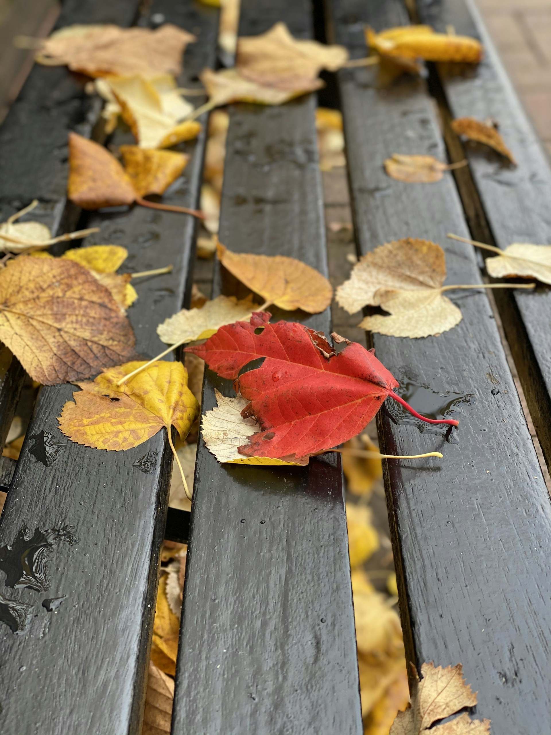 Close-up of colorful autumn leaves gently resting on a wooden bench.