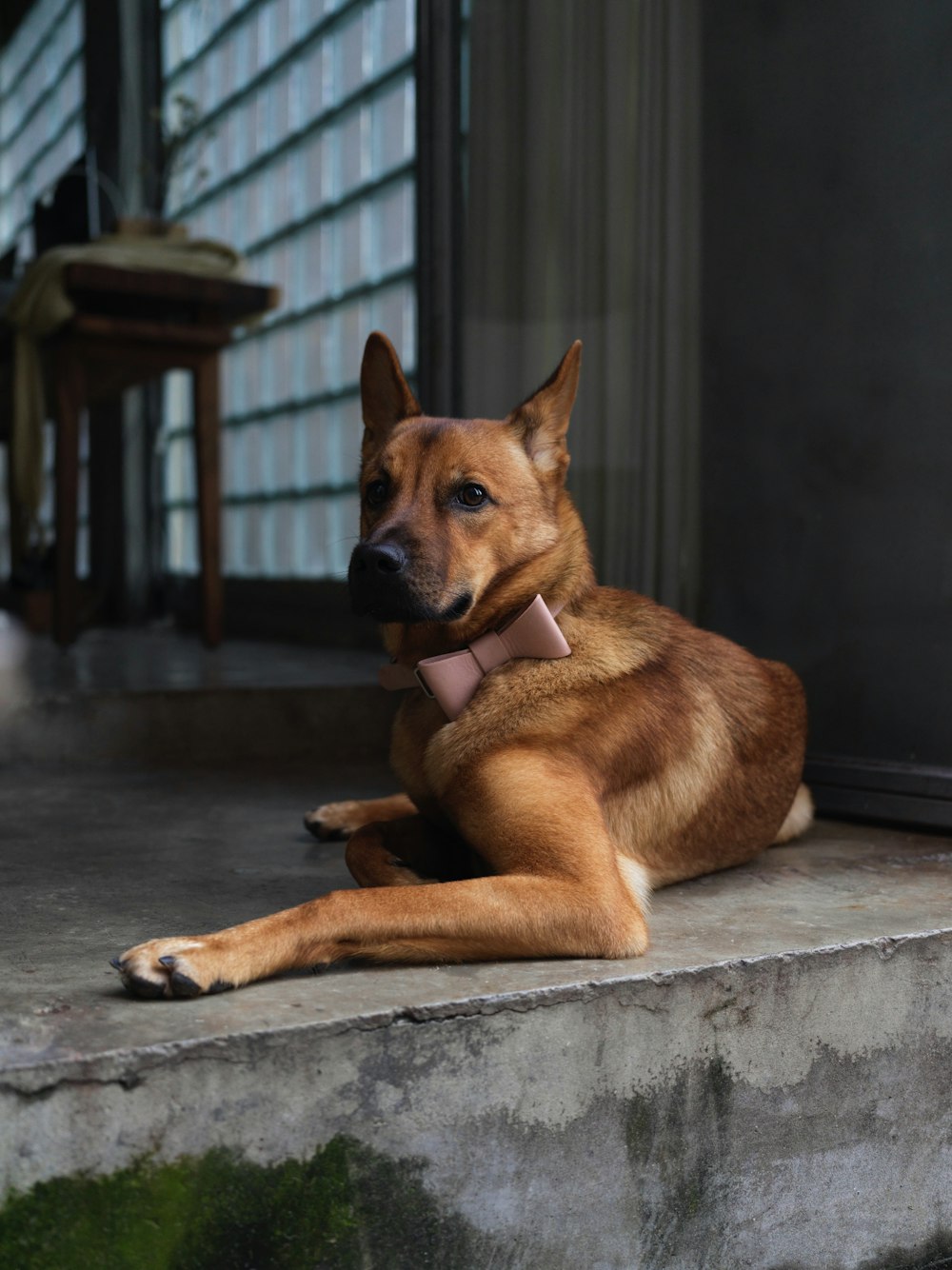 brown short coated dog lying on floor