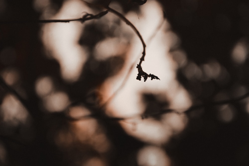 grayscale photo of tree branch