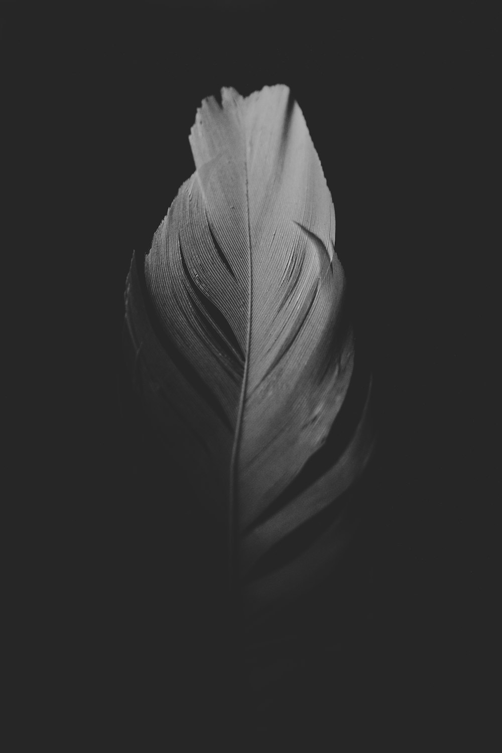 Black feather on black surface photo – Free Grey Image on Unsplash