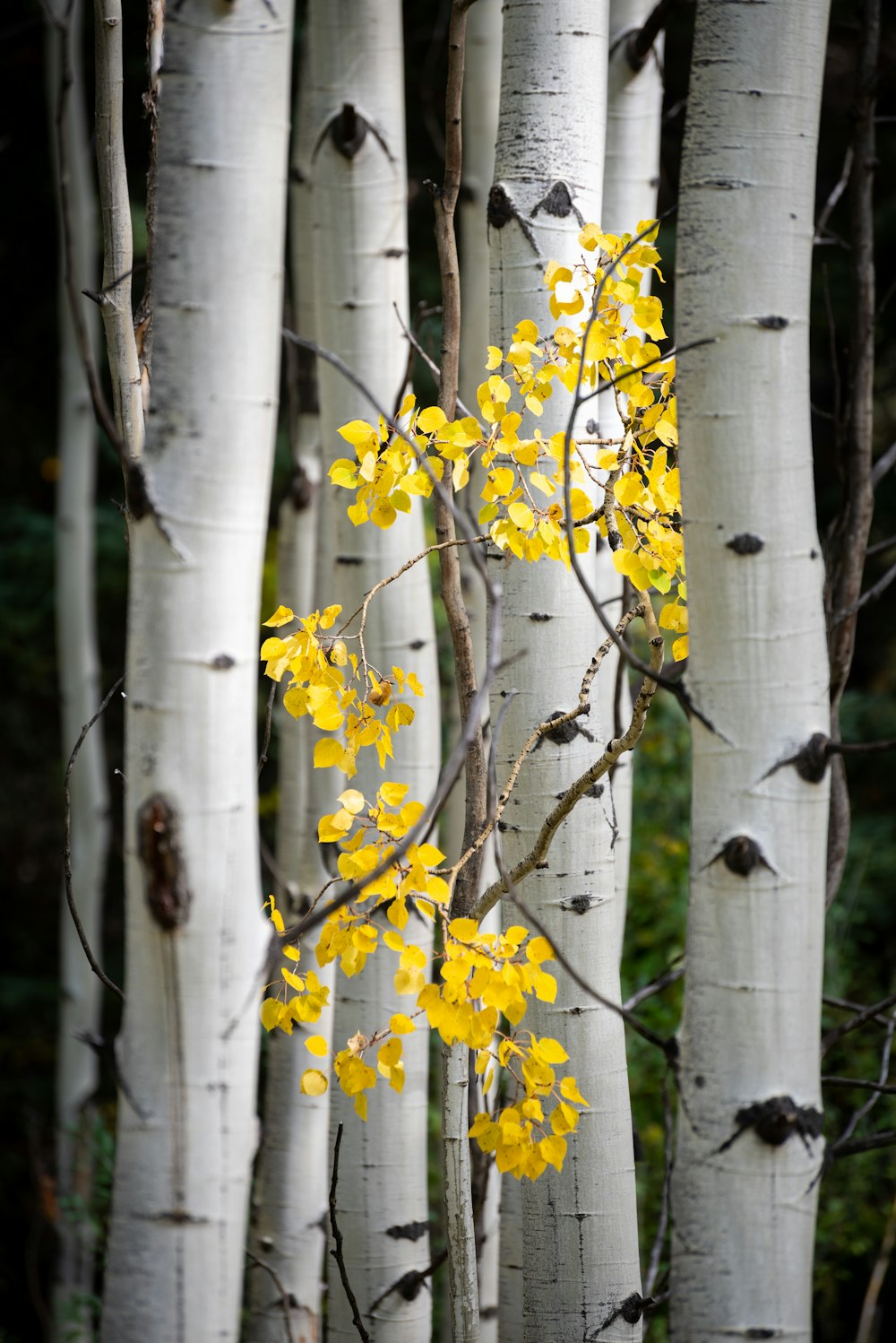 fleurs jaunes sur branche d’arbre brune