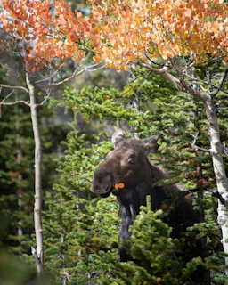 A panoramic view of a moose crossing a misty wetland surrounded by autumn colors