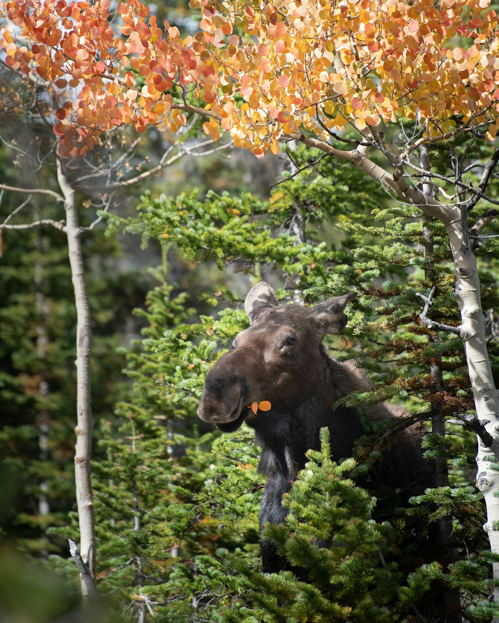 black bear on tree branch during daytime