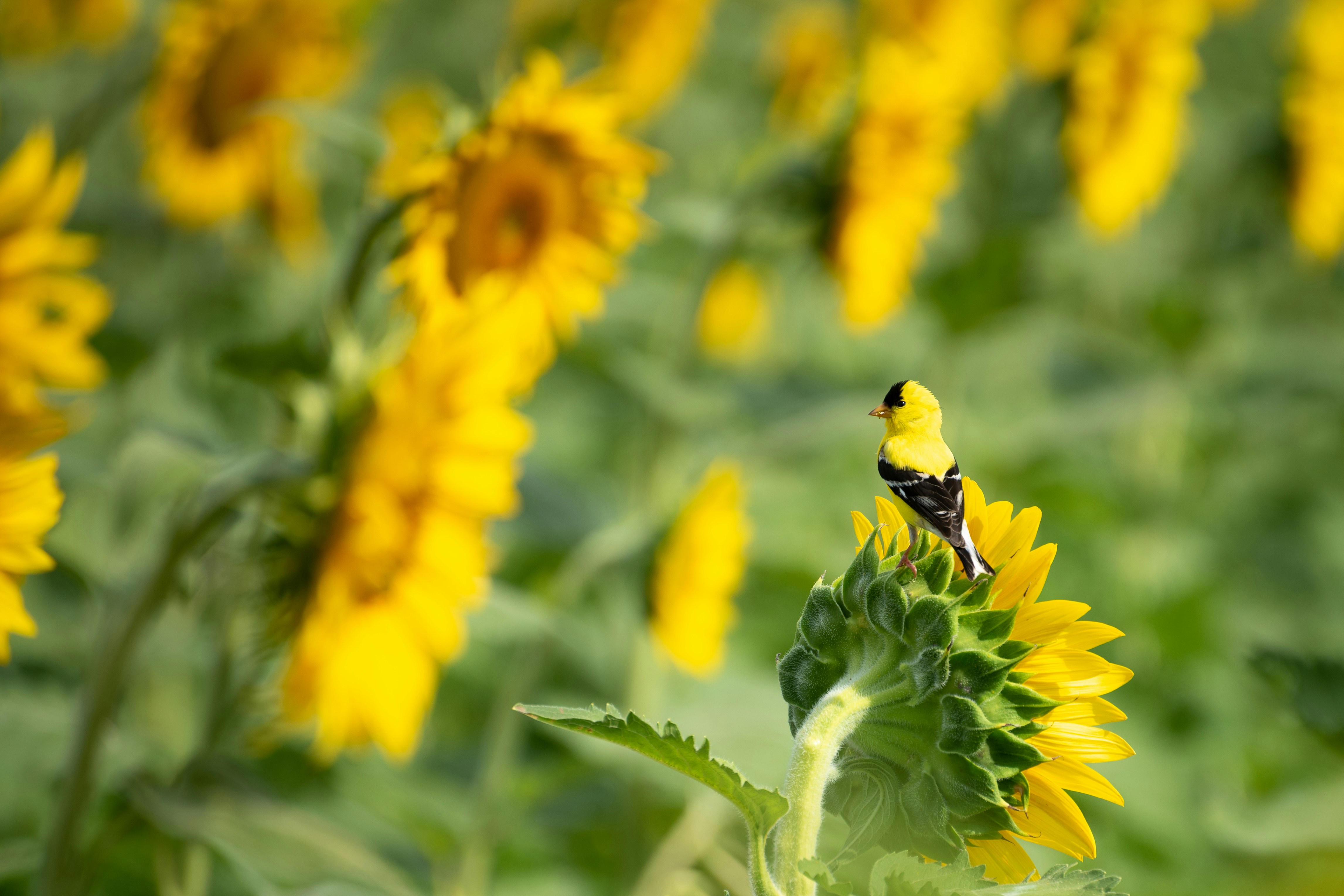 yellow and black bird on yellow flower