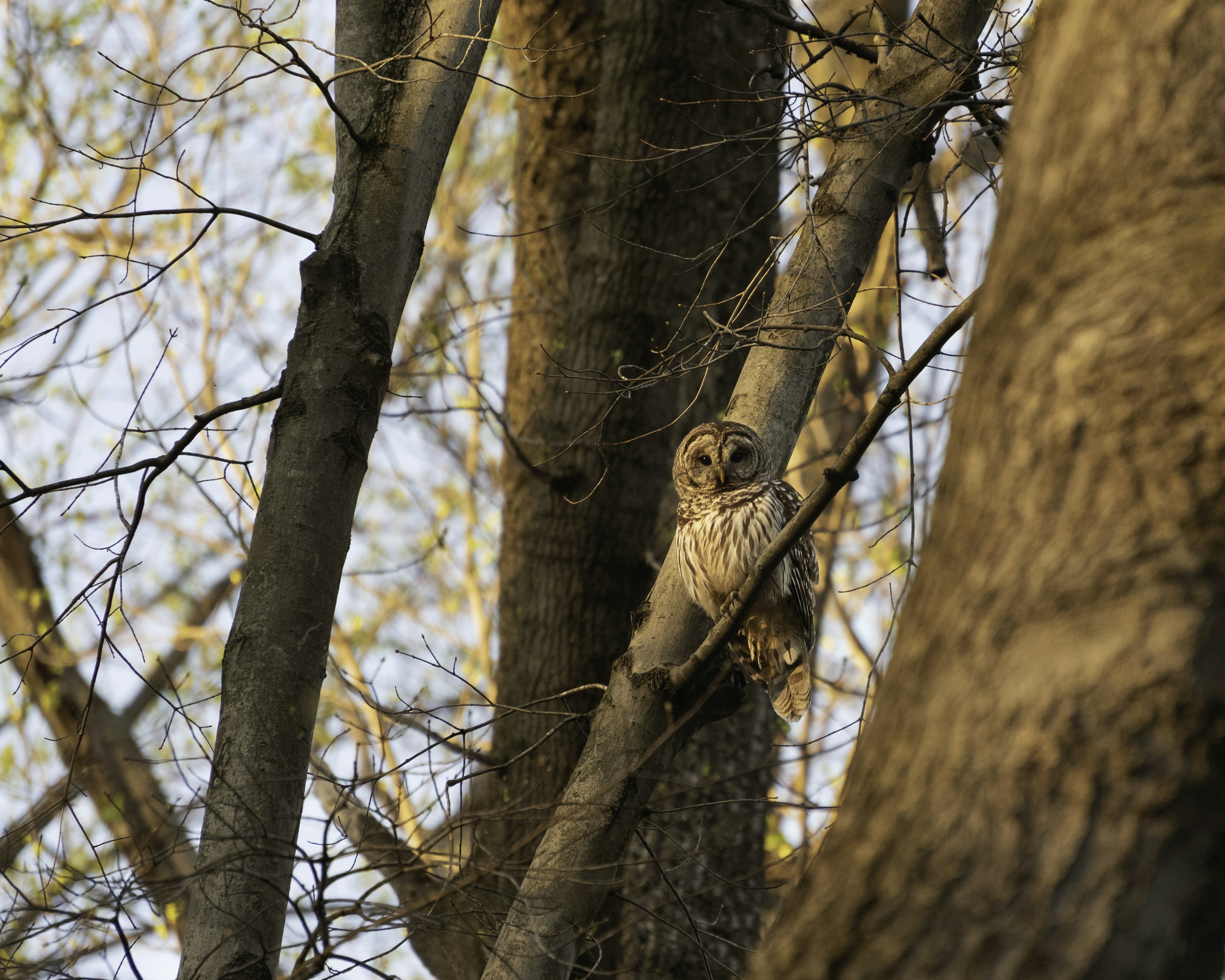 brown owl on brown tree branch during daytime