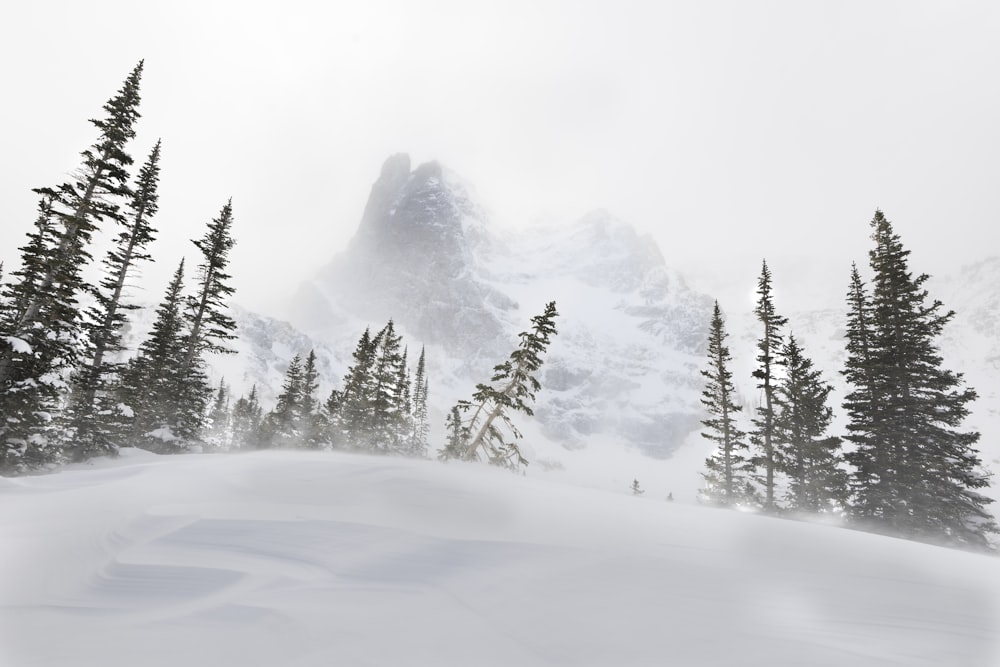 green pine trees on snow covered ground during daytime