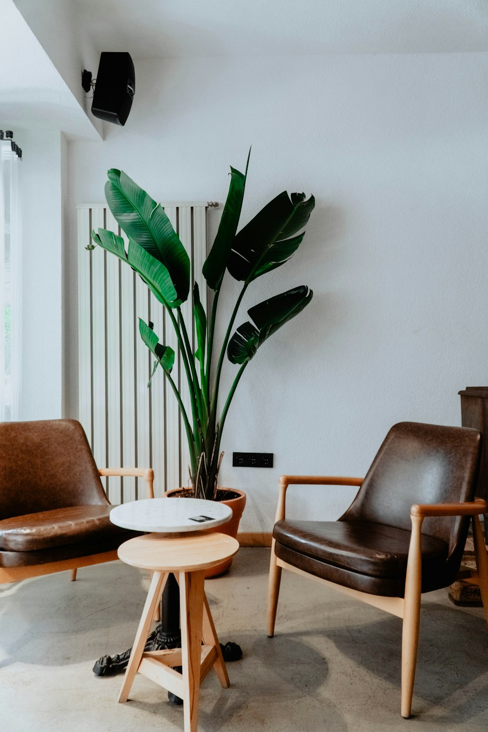 green indoor plant beside brown wooden table