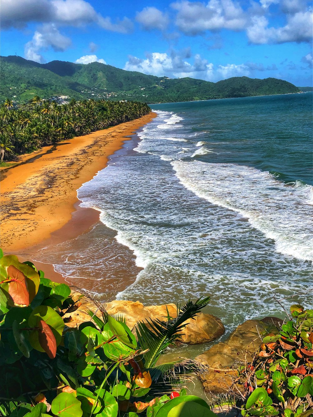 green trees on brown sand beach during daytime