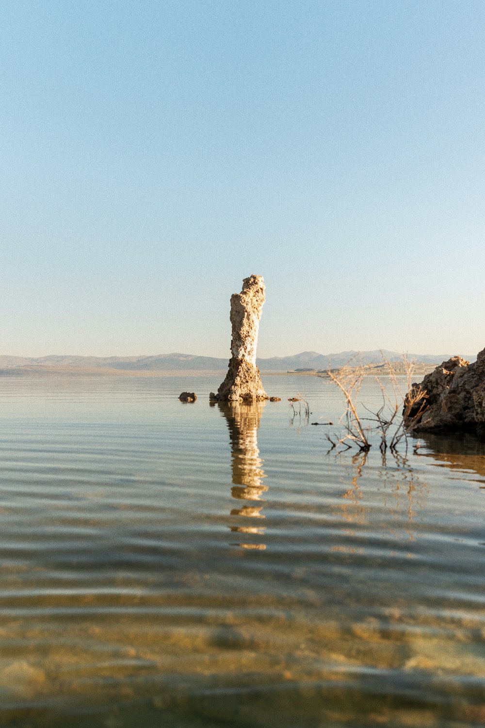 brown tree trunk on water during daytime