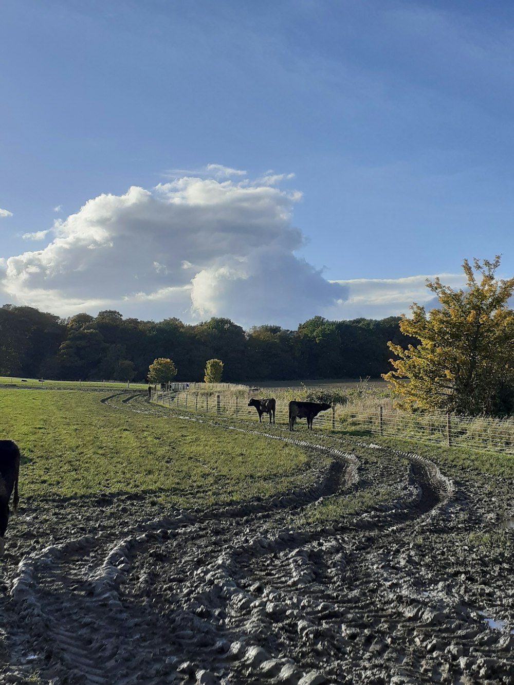 horses on green grass field during daytime