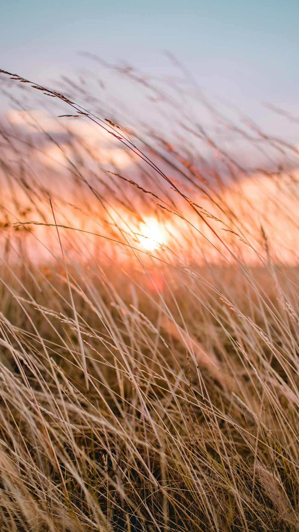 brown grass during golden hour
